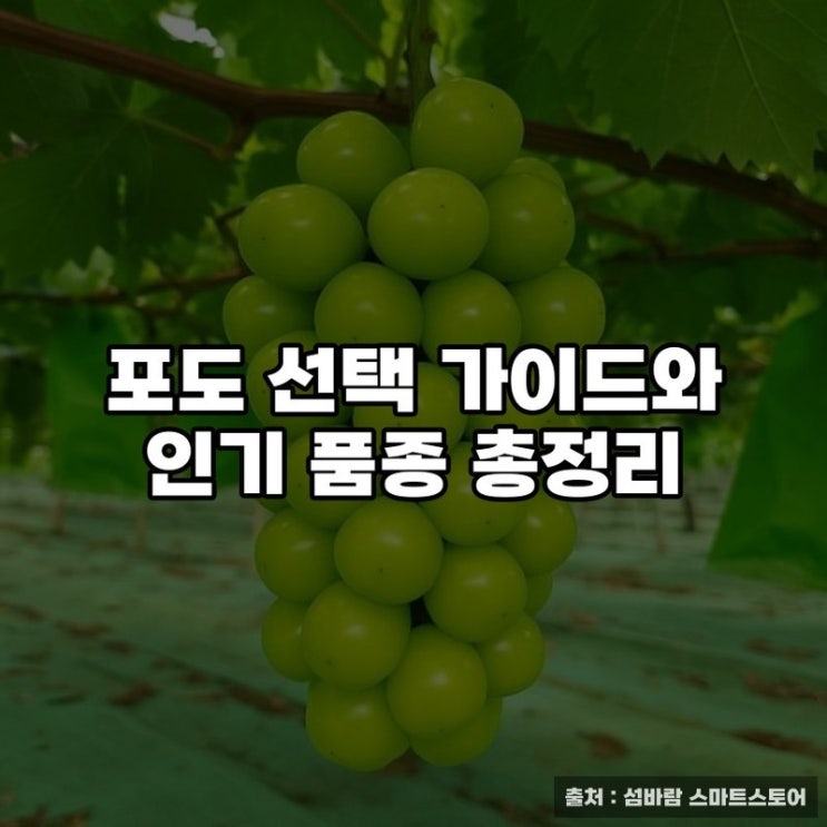  포도 선택 가이드와 인기 품종 총정리