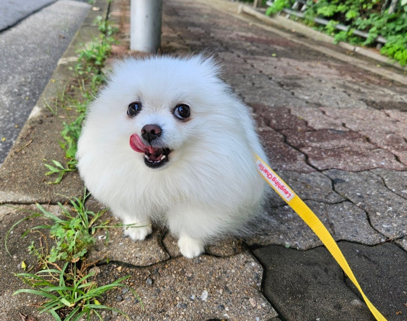 새끼 강아지 꿈, 잃어버리는 꿈, 죽는 꿈, 잡아먹히는 꿈 뜻은?
