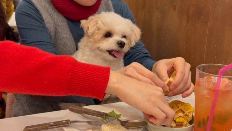 송도 강아지동반 식당 다이너 내돈내산 호두랑 재방문 일기