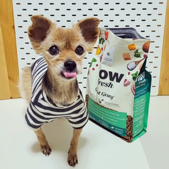  노령견 강아지사료 추천, 기호성 좋은 시니어애견사료 나우 굿그레이비 칠면조