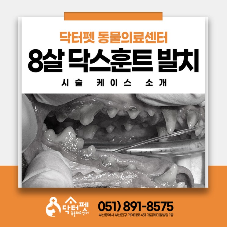  밥을 씹지도 않고 삼켜요! 8살 닥스훈트 스케일링 발치 부산 사상 강아지 동물병원