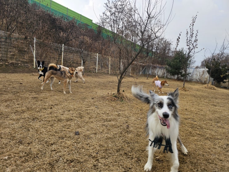  분당에서 분리불안 상담 제일 많이 들어오는 이유, 분당 강아지유치원 라드독 켄넬 교육 후기