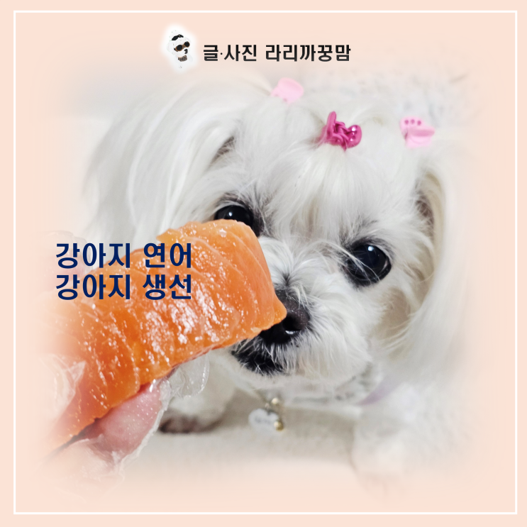  강아지 연어, 이렇게 먹이면 관절/피모에 특효약 돼요!