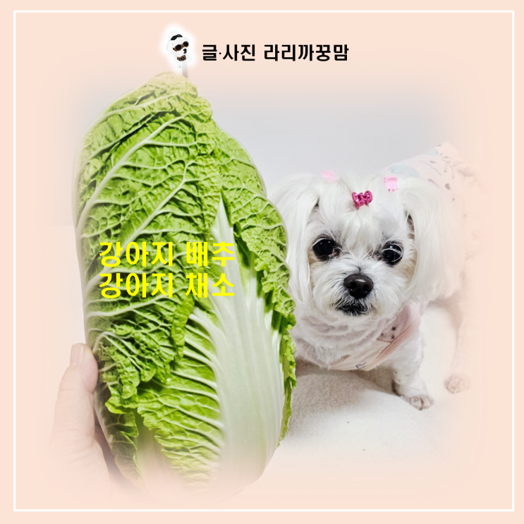  강아지 배추, 이렇게 먹여야 보약 채소 돼요!
