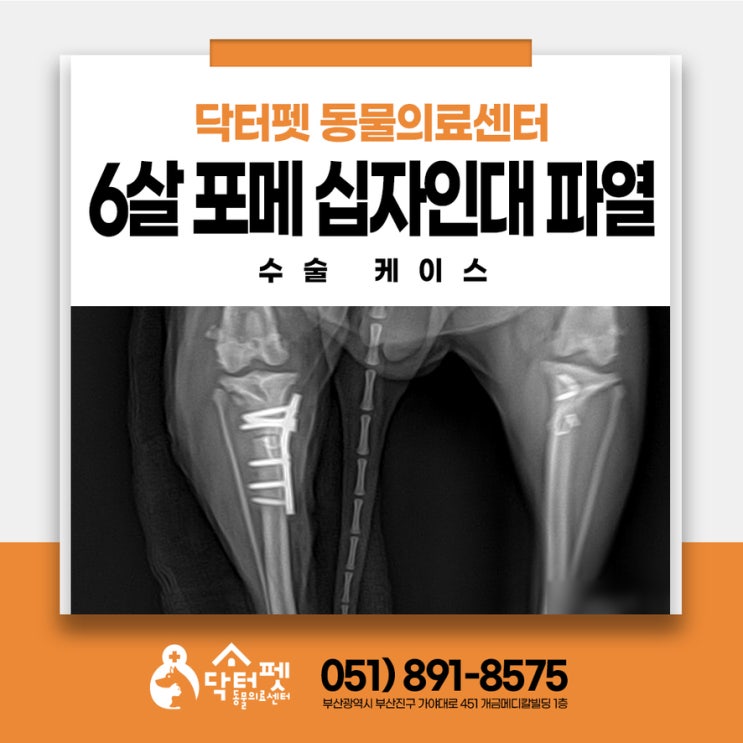  6살 포메라니안 십자인대파열 약으로 될까? 부산 강아지 다리 수술 동물병원