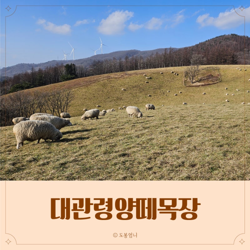 대관령양떼목장 겨울 아기랑 동반시 유모차 필수 후기