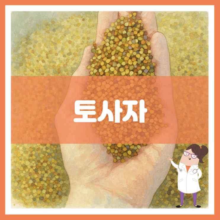  토사자 효능 섭취방법 부작용