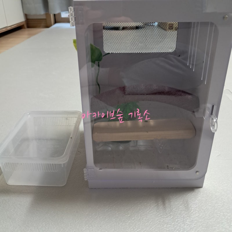 크레스티드 게코도마뱀 사육장 집 청소하는 방법