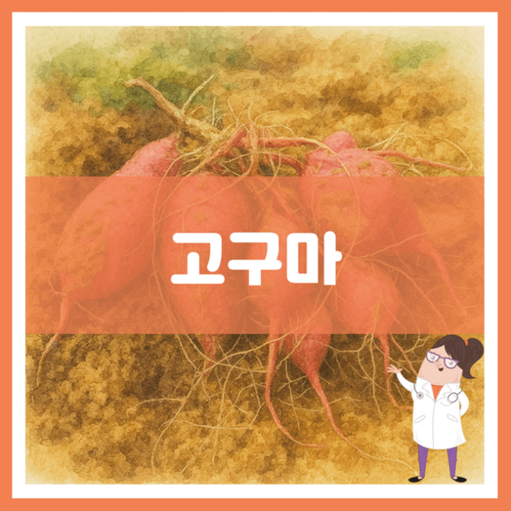  고구마 효능 영양성분 부작용