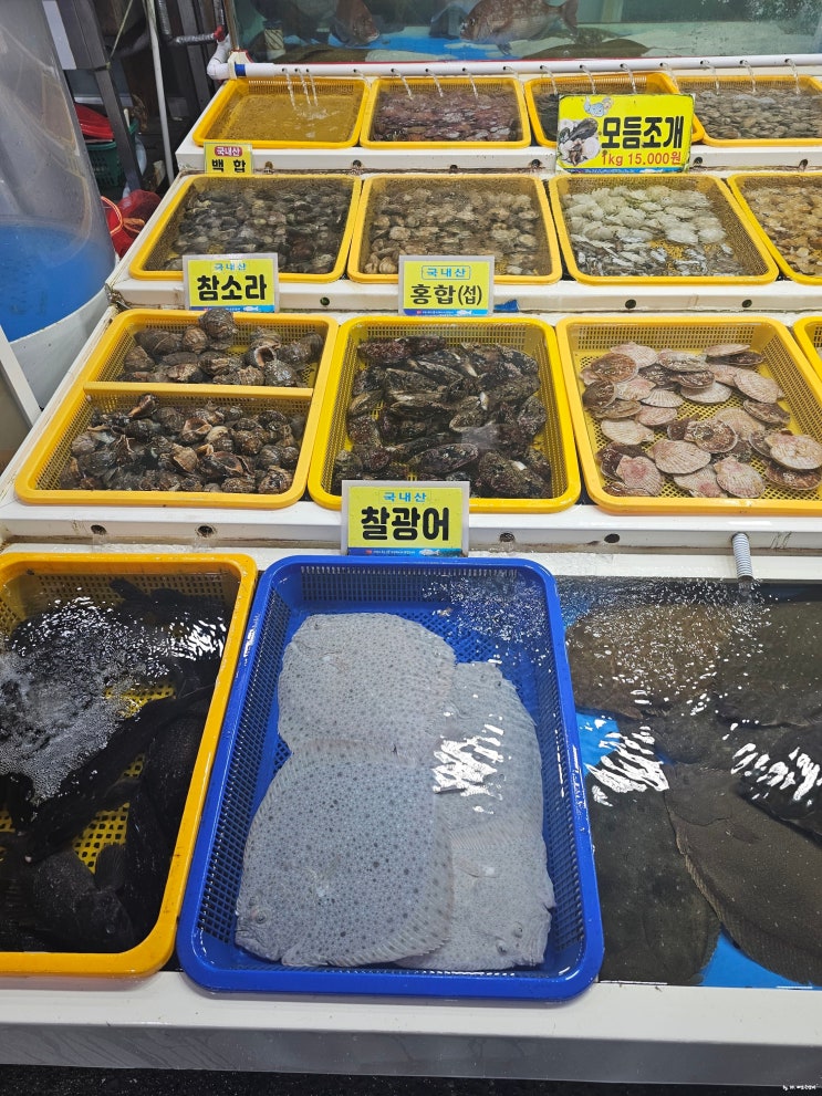  서해안 여행 태안 가볼만한곳 모항항 꽃게 새우 구매시 자연산 대하 구별법 꿀팁과 찰광어 정보