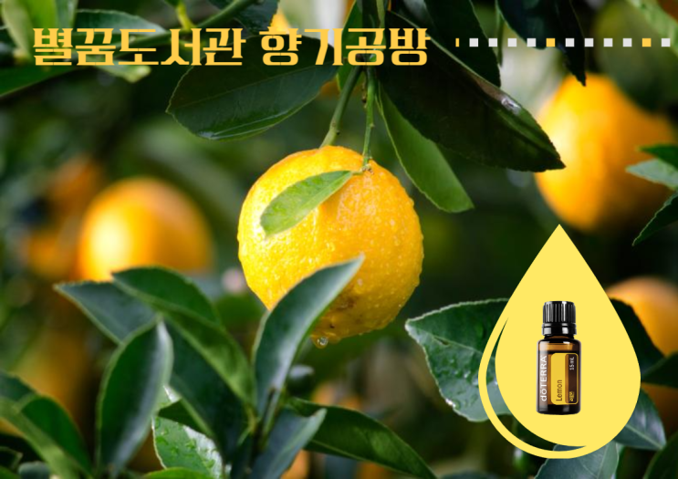  도테라 레몬오일을 활용한 도서관 아로마 향기 수업