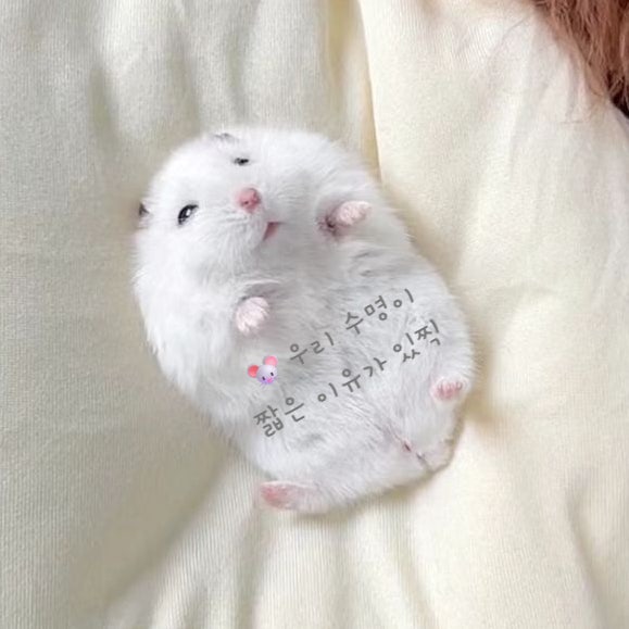  햄스터 수명 짧은이유와 연장방법