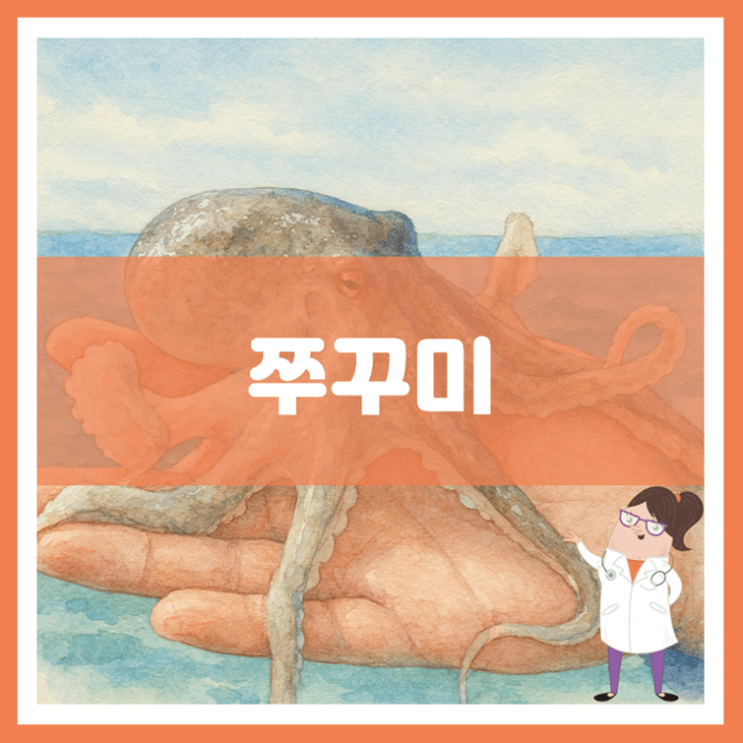  쭈꾸미 효능 부작용 고르는 방법