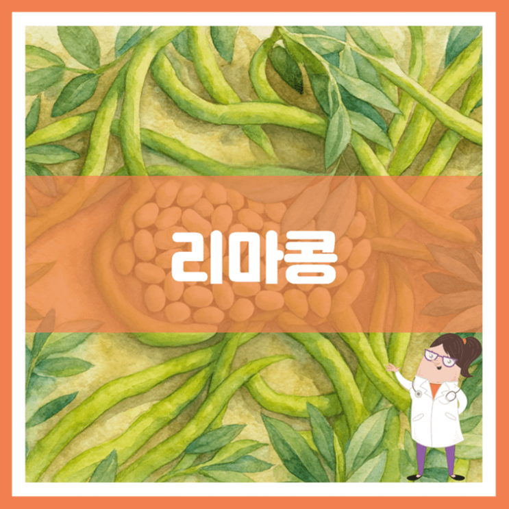  리마콩 효능 영양성분 부작용