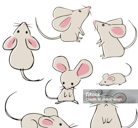 쥐꿈 쥐에게 물리는 꿈 해몽