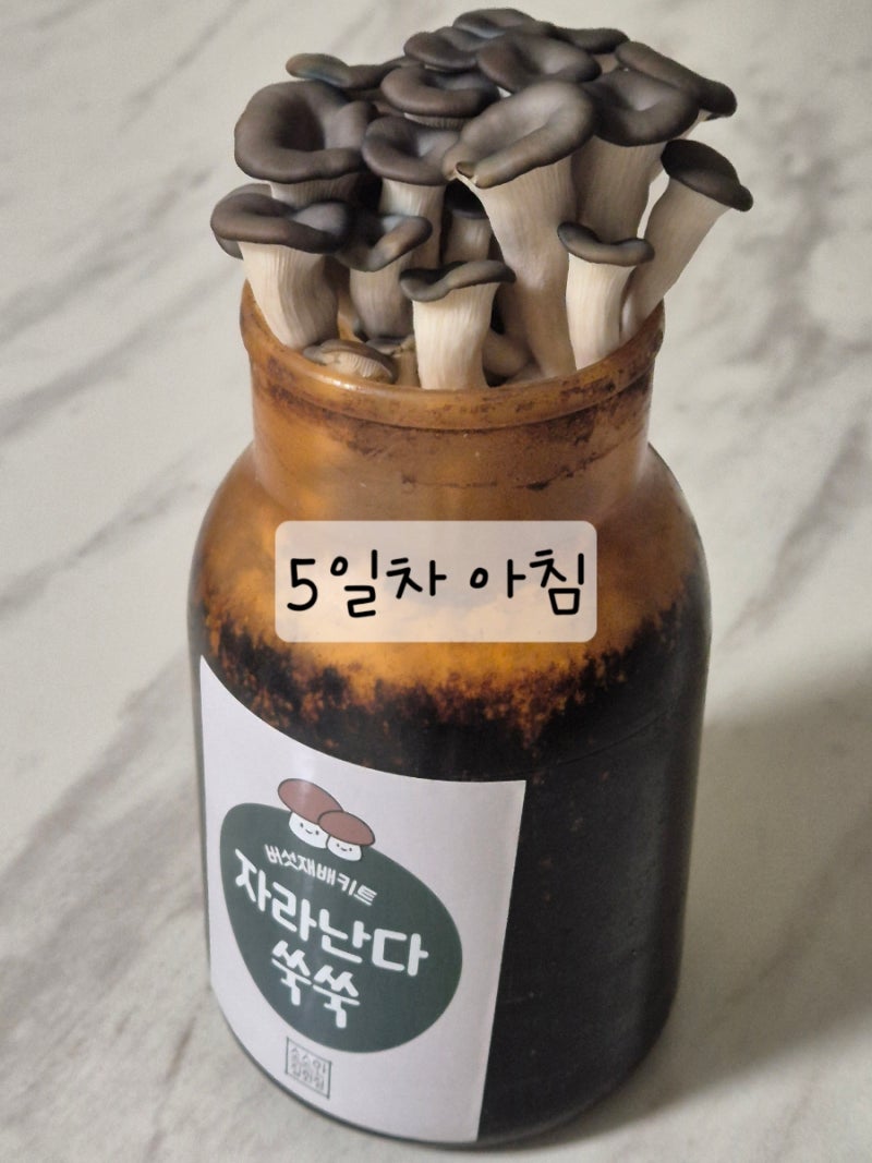 아기랑 느타리버섯 키우기 키트