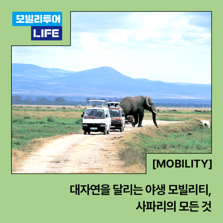  대자연을 달리는 야생 모빌리티, 사파리의 모든 것