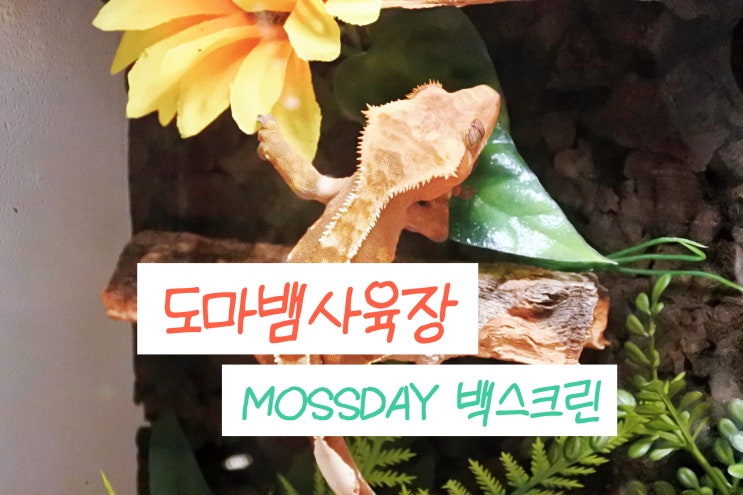  도마뱀사육장 MOSSDAY 파충류 자석 백스크린 크레스티드게코 아크릴장 유리장 설치 후기 도마뱀용품 추천!