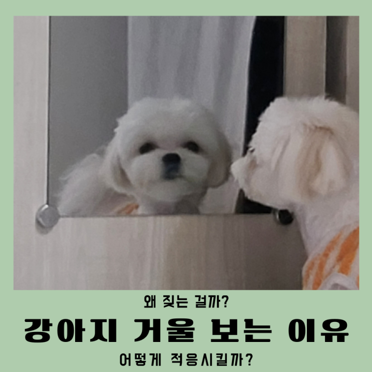  강아지 거울 보는 이유 단계별 인식 행동 분석