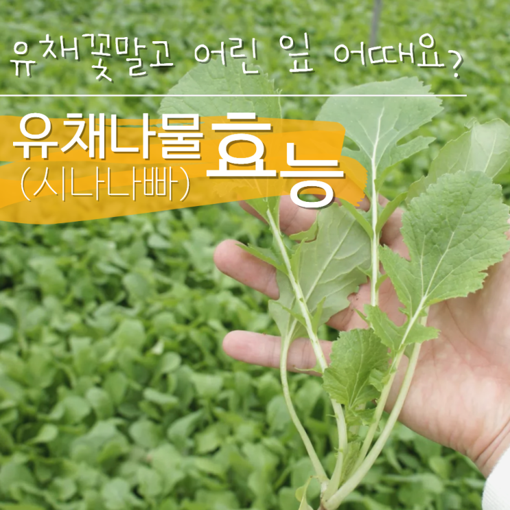  유채나물 효능 시나나빠 보관법 정리!