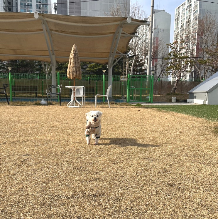  [전주 애견카페] 평화동 실내, 실외, 수영장 모두 있는 넓은 독트럴파크