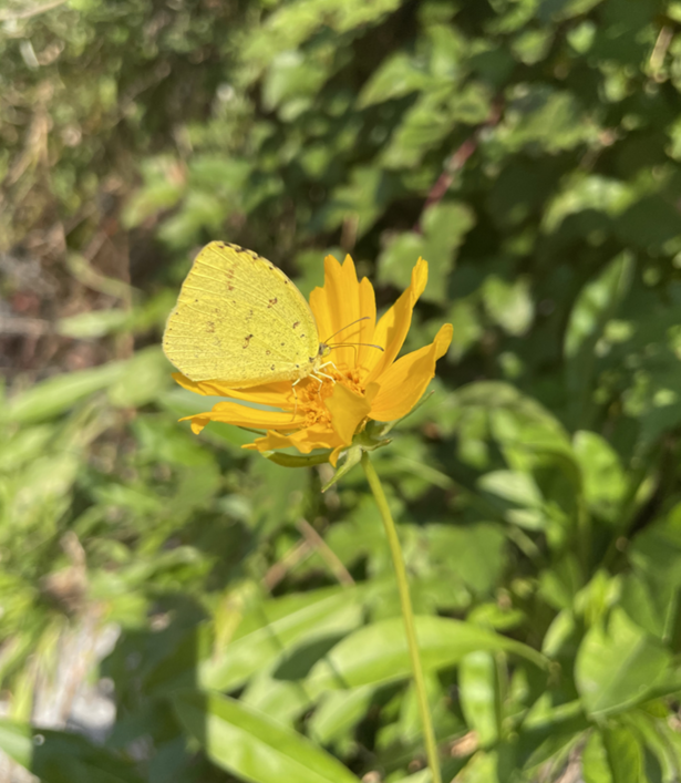  용인 난임 한의원 원장이 강력 추천하는 임신 준비 방법, 요가(YOGA)