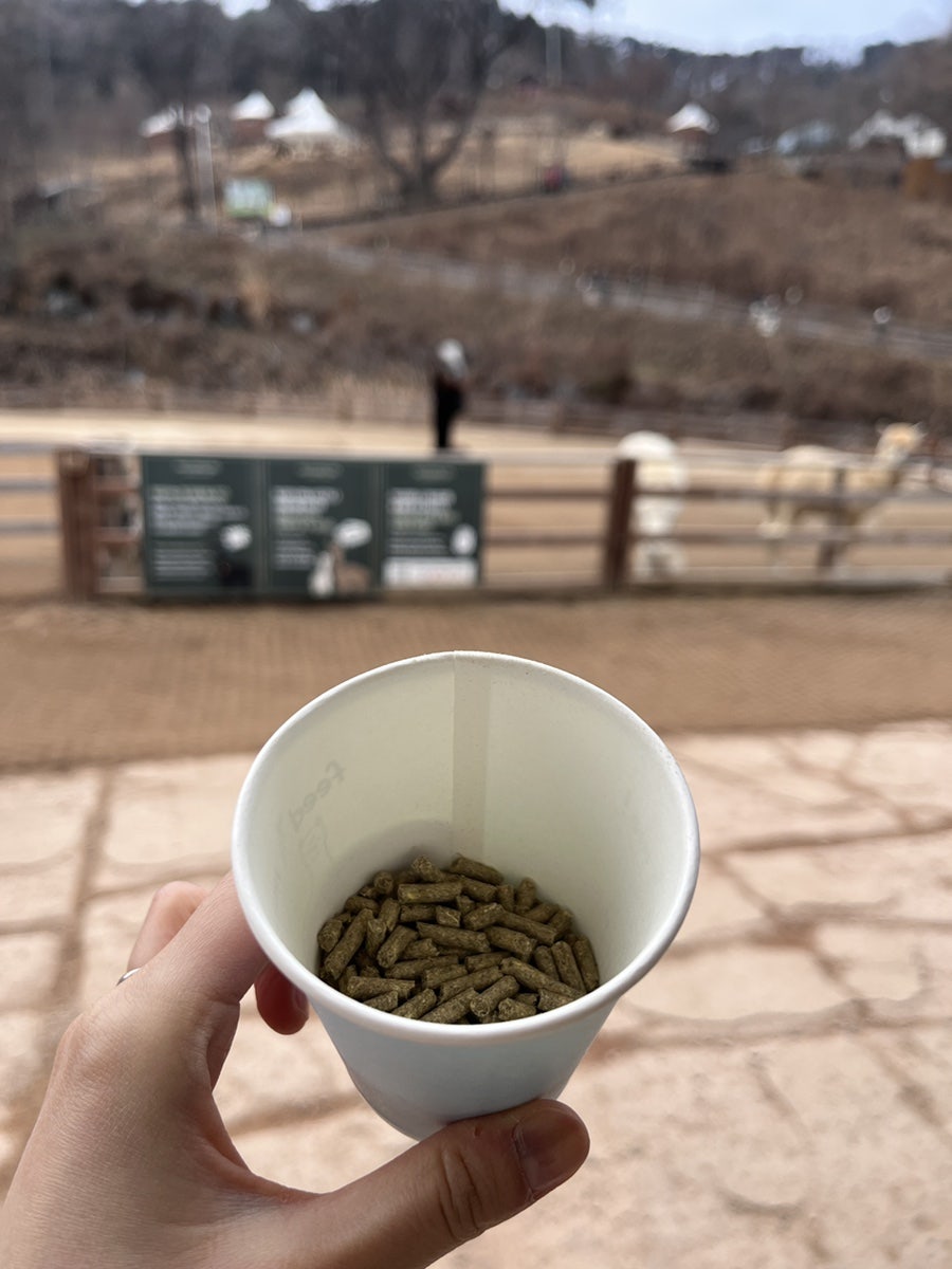 꽃차시대 사진 6