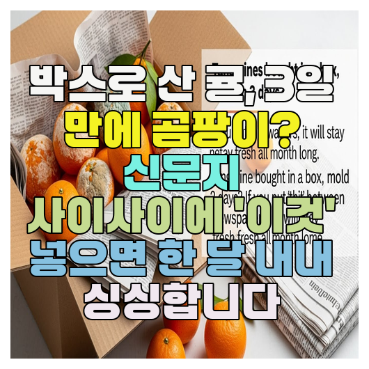  박스로 산 귤, 3일 만에 곰팡이? 신문지 사이사이에 '이것' 넣으면 한 달 내내 싱싱합니다