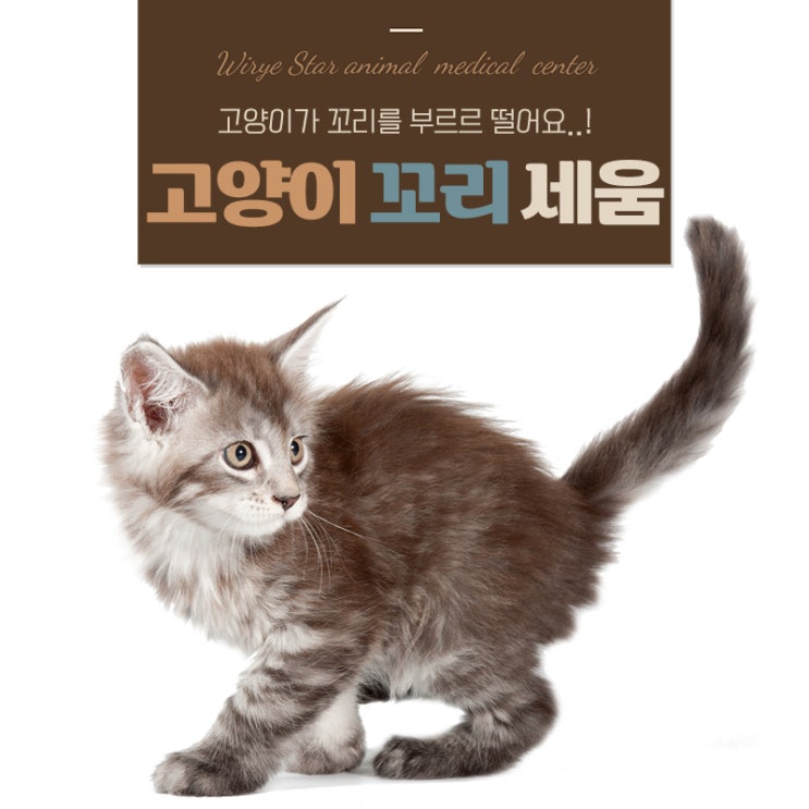  고양이 꼬리세움 부르르 떠는 이유, 아이 감정 이해하기