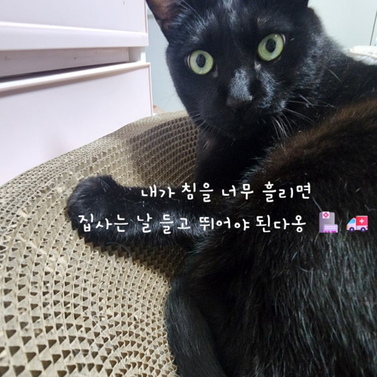  고양이 침흘림 평소보다 과하게 양이 많다면?