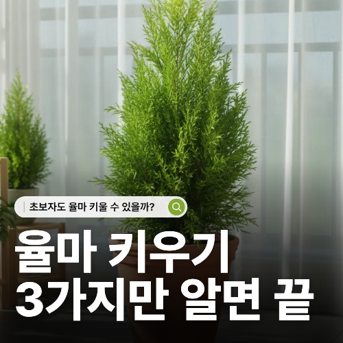  겨울 율마 키우는 법 초보자도 갈변 없이 키우는 팁