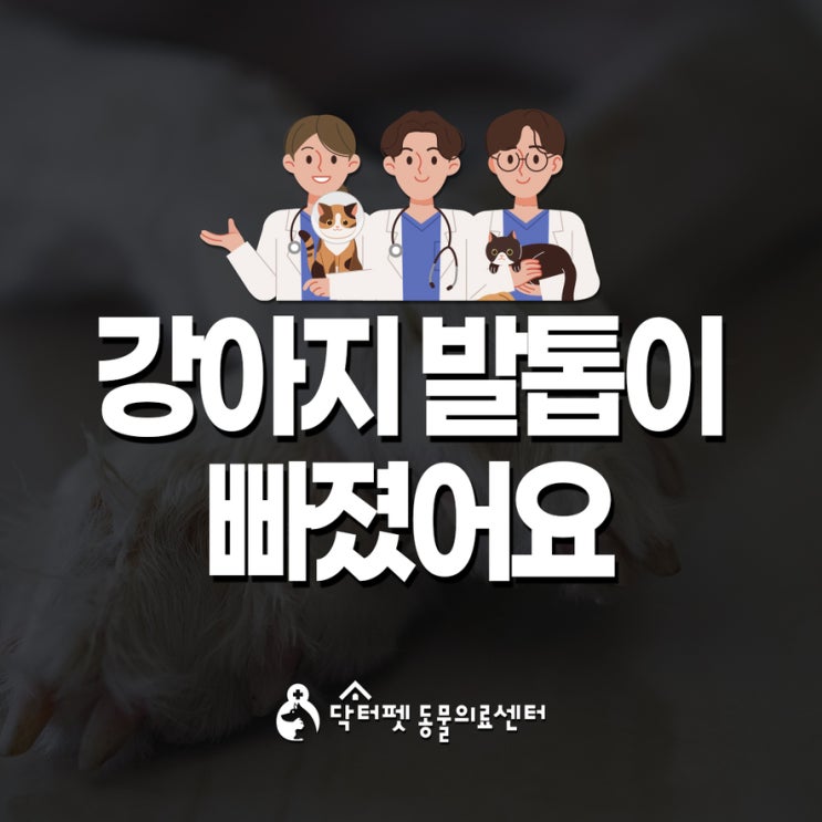  강아지 발톱이 빠졌을 때 부러졌을 때 응급 대처법