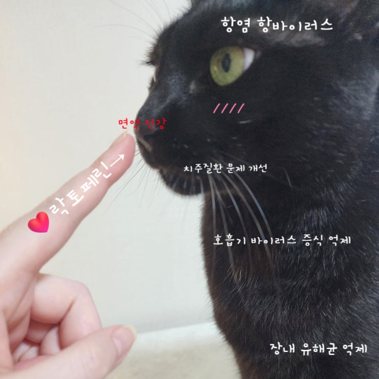 고양이 락토페린 중요한 이유 장 건강부터 면역까지