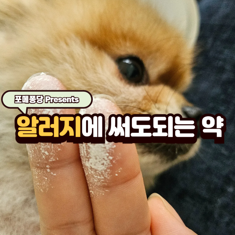 강아지 알러지약의 종류