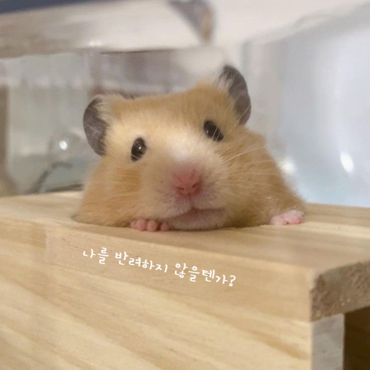 햄스터 키우기 위한 햄스터 용품 준비물 알아봐요