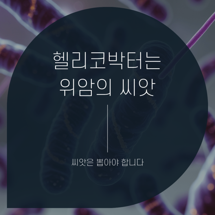  헬리코박터 파일로리, 위암의 씨앗