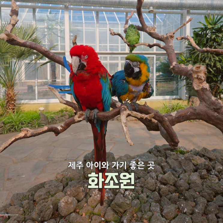  제주아이와가볼만한곳 추천! 새장 없는 동물원 화조원  12월 도민할인 총정리