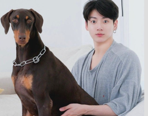BTS 정국 강아지 밤이 도베르만 견종 성격 특징 단미 단이 문제점