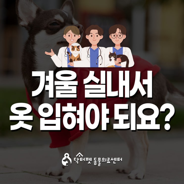  강아지 겨울 실내서 옷 입혀야 되나요? 입히면 좋은 4가지 상황