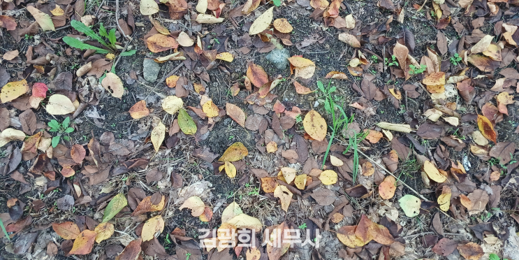  [취득세] 조정대상지역 일시적 1가구 2주택 취득세 중과 배제 요건(8%, 3년, 분양권과 주택)