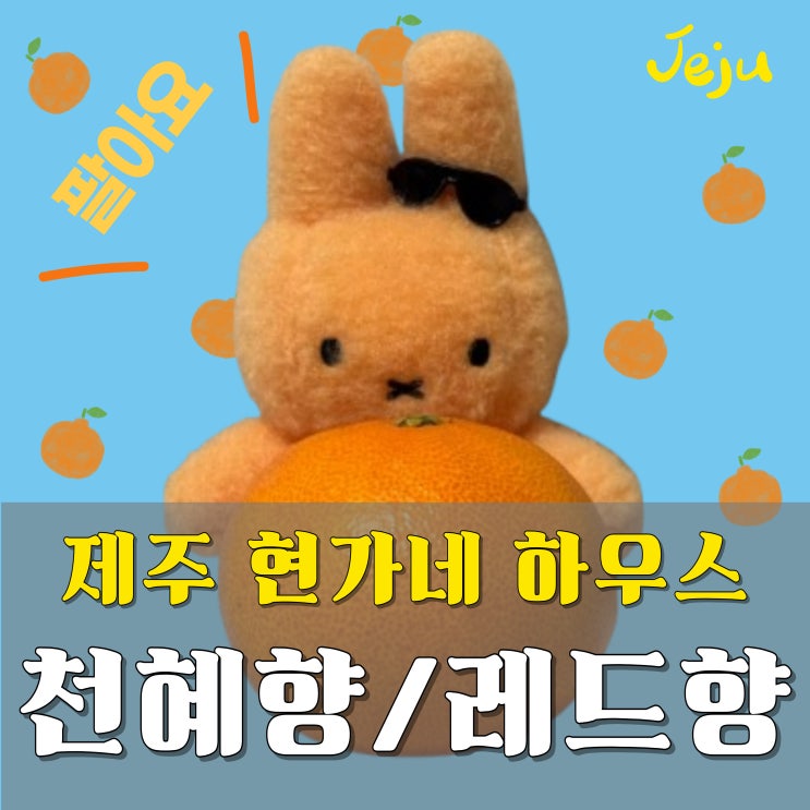 설날 선물은 역시 제주 프리미엄 하우스 천혜향 레드향 예약주문 받습니다