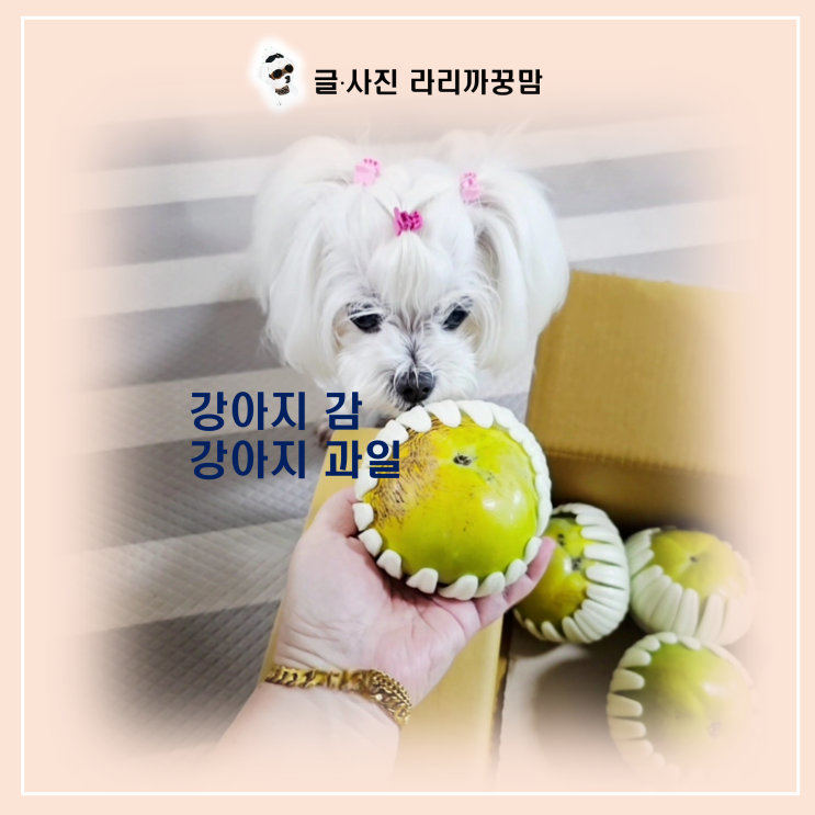 강아지 감, 이렇게 먹이면 면역력/눈 건강 UP!
