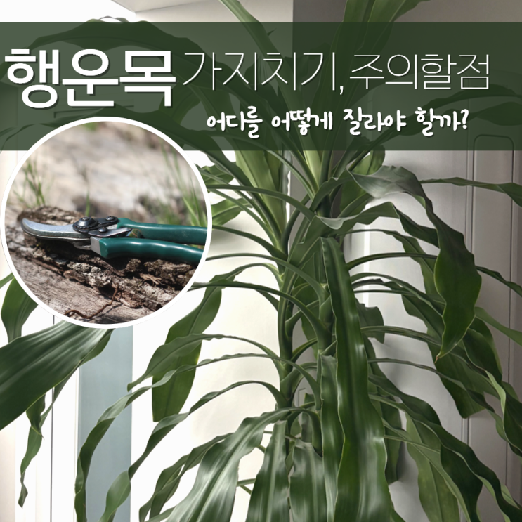  행운목 가지치기 어디를 잘라야할까?