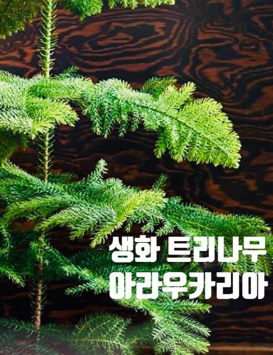 생화 트리나무 아라우카리아 키우기