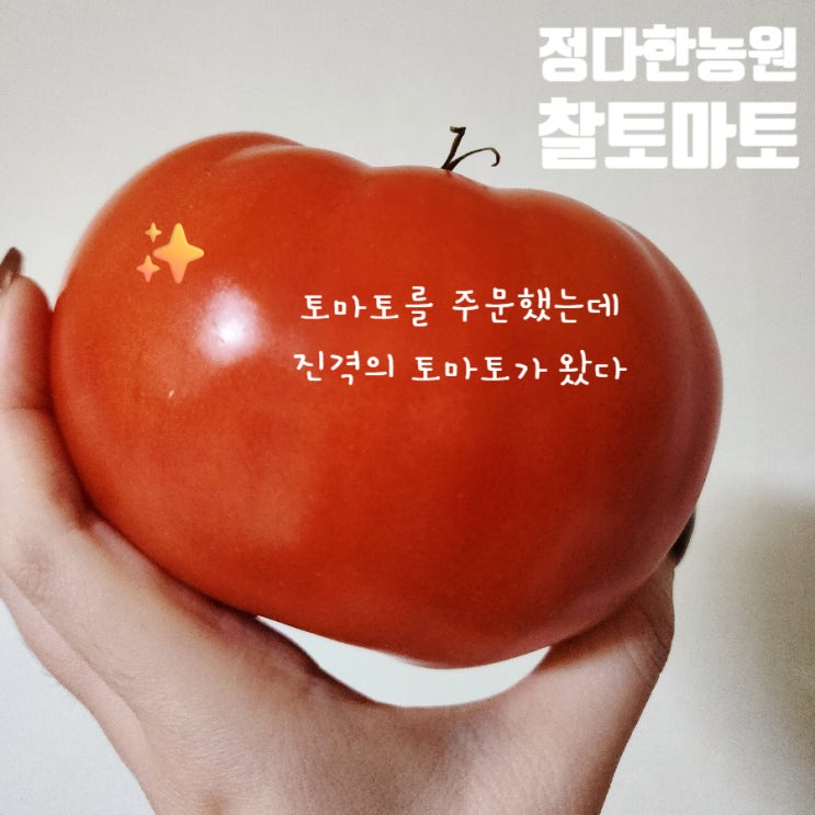  정다한농원에서 찰토마토를 샀는데 아니 토마토가..