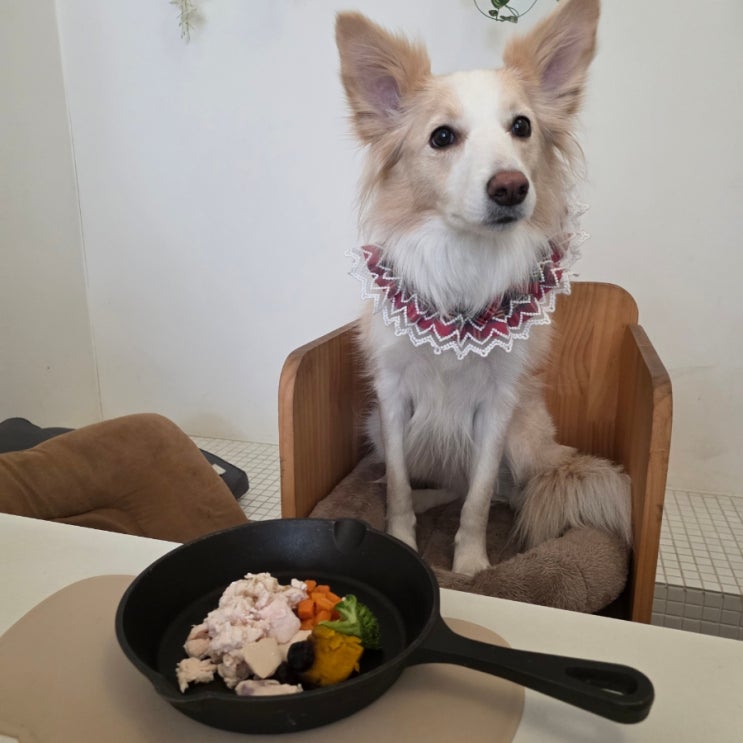  부천애견동반식당 레오스토랑, 강아지 전용 수비드 정찬까지 있는 부천파스타맛집