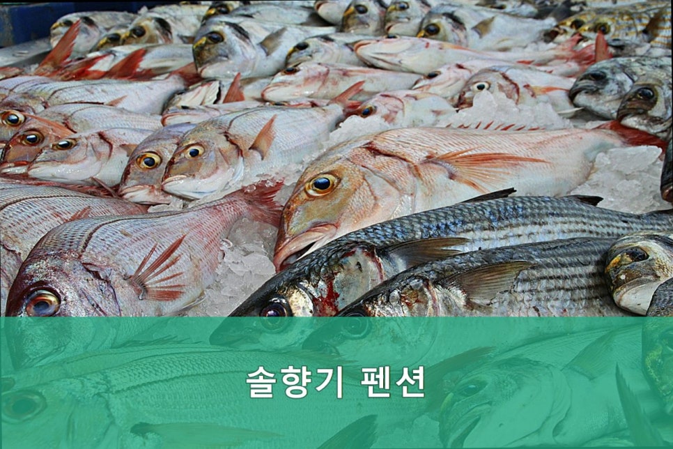 솔향기펜션 사진 4