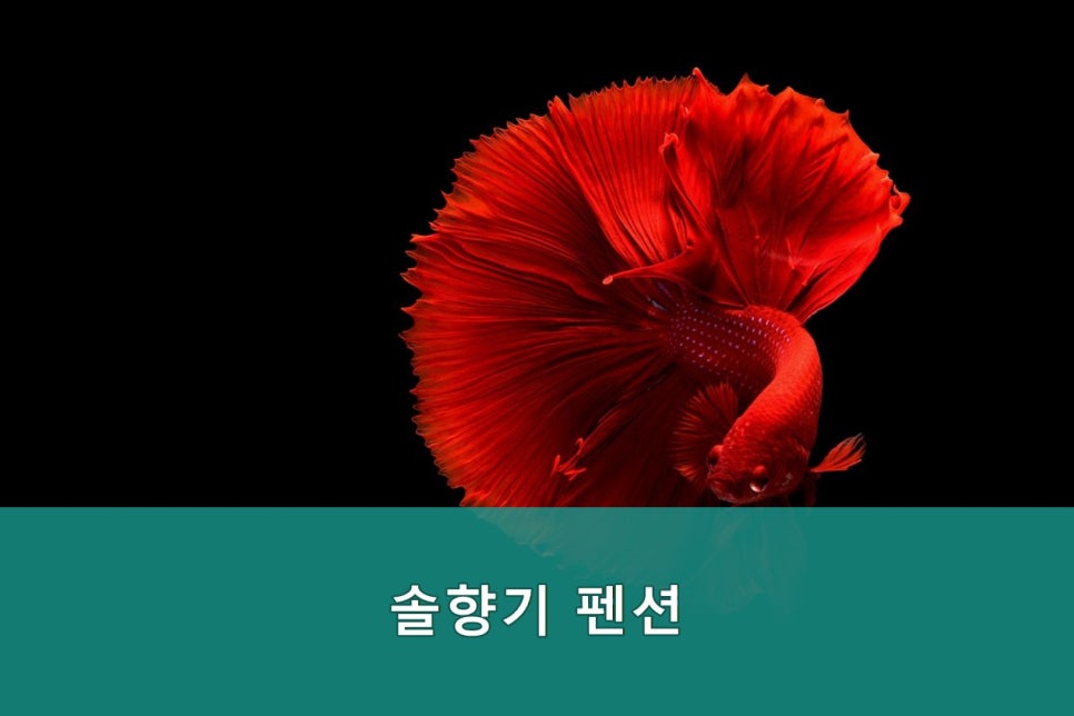 솔향기펜션 사진 3