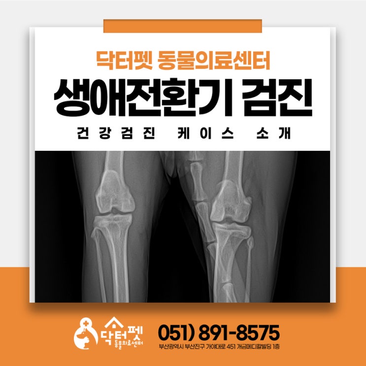  멀쩡해 보이는데 검진을 해야 하나요?고양이 생애전환기 건강검진 부산 고양이친화병원