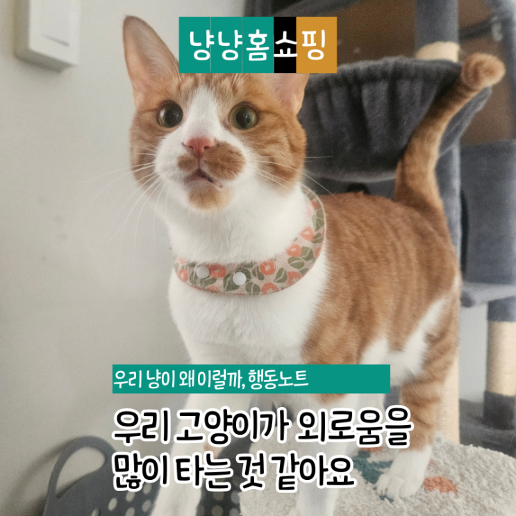  우리집 냥이, 혹시 외로운 걸까? 행동 변화로 알아보는 방법